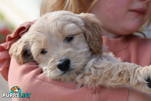 Gorgeous Groodle Puppies - From $1500