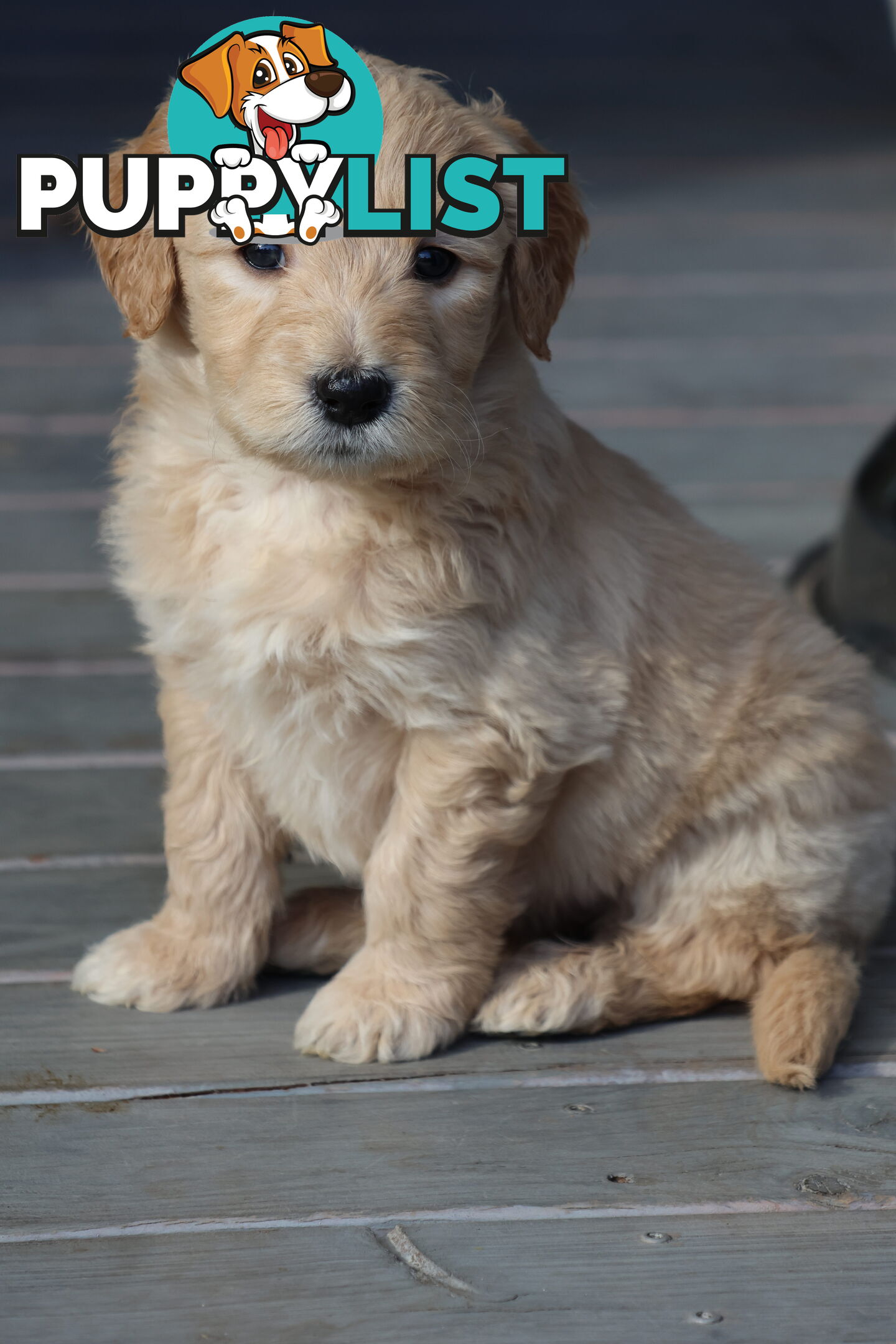 Gorgeous Groodle Puppies - From $1500