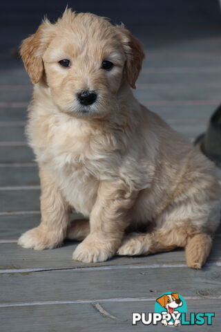 Gorgeous Groodle Puppies - From $1500