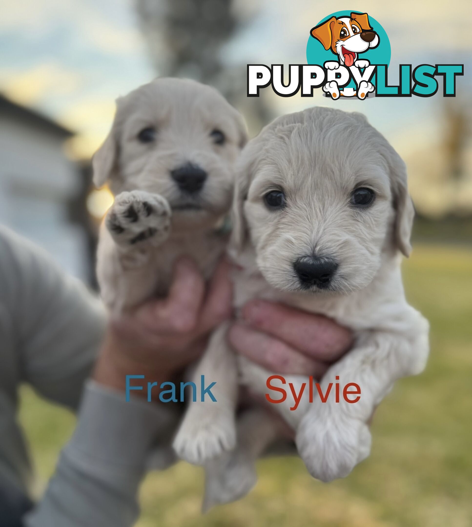 Gorgeous Groodle Puppies - From $1500