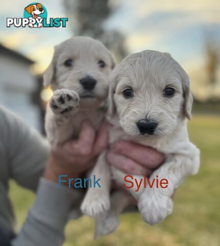 Groodle Puppies