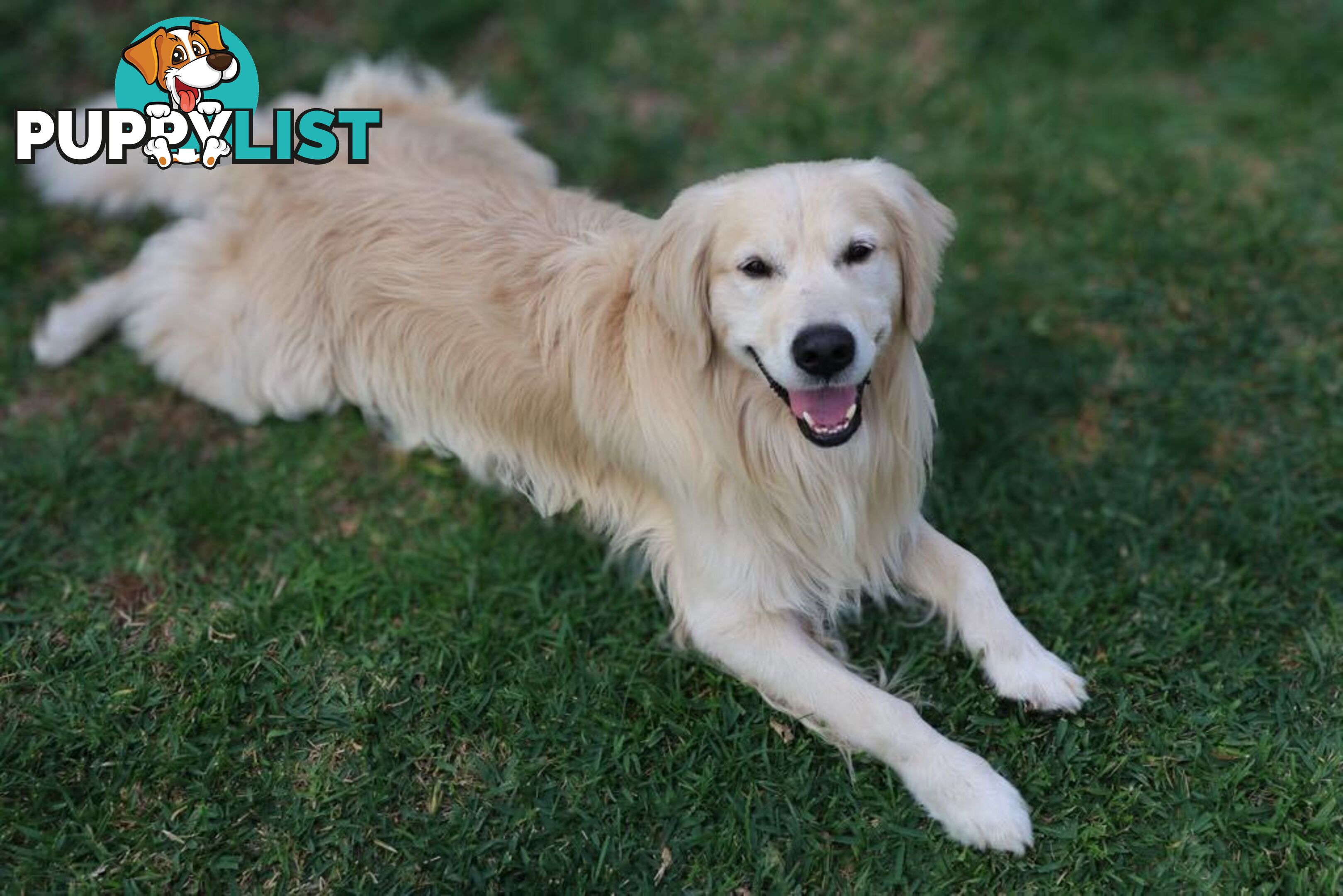Gorgeous Groodle Puppies - From $1500