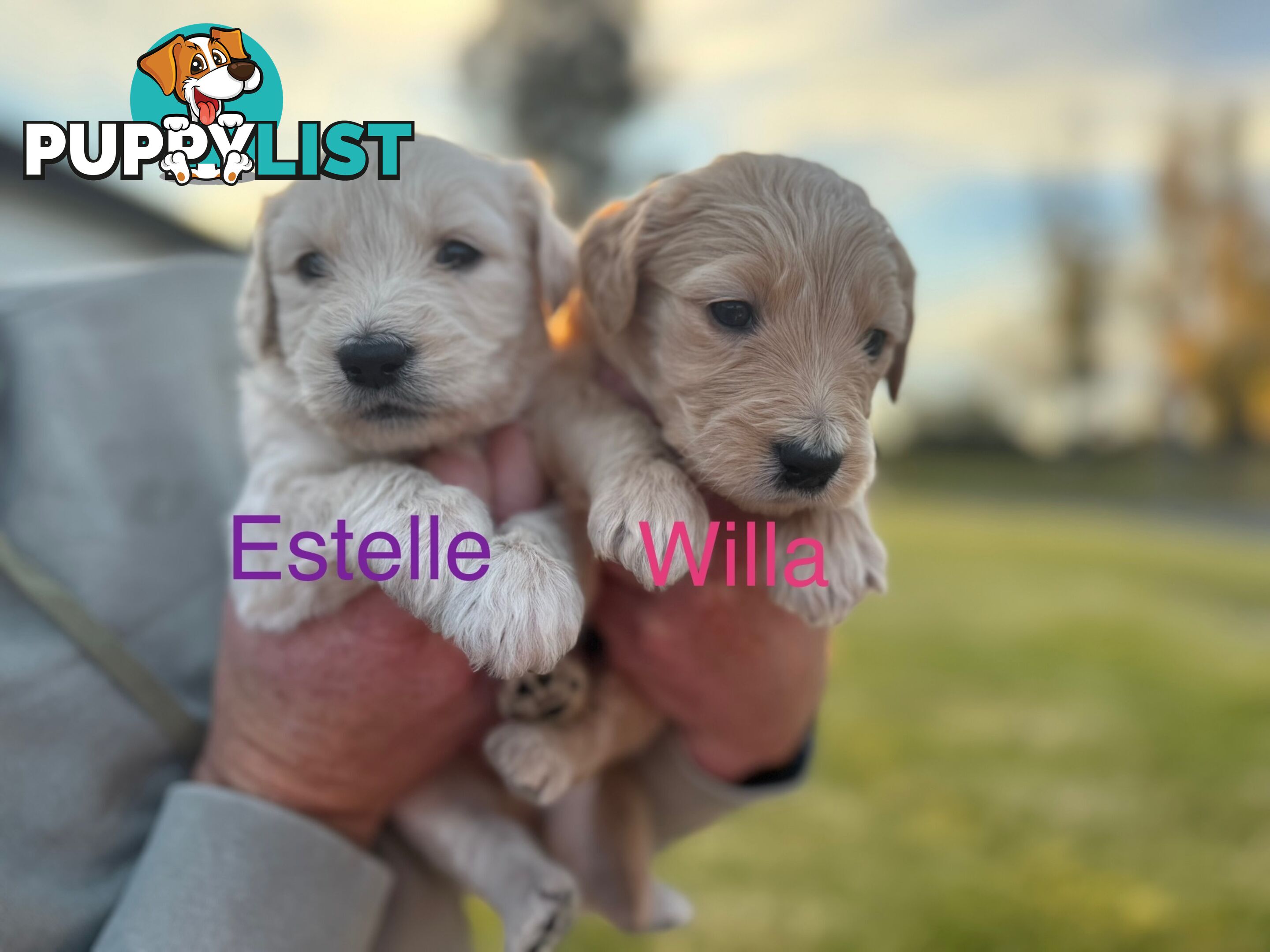 Gorgeous Groodle Puppies - From $1500