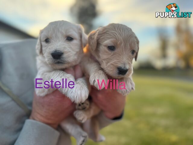 Groodle Puppies