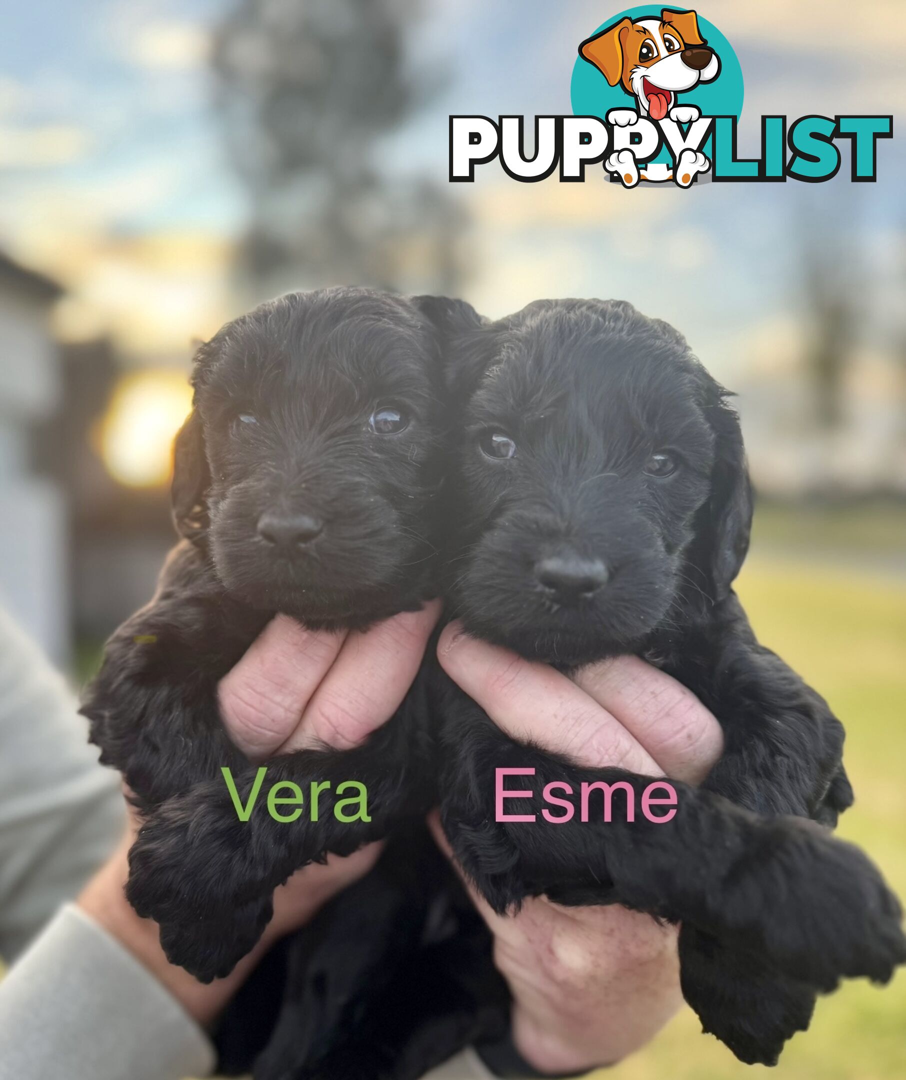 Gorgeous Groodle Puppies - From $1500