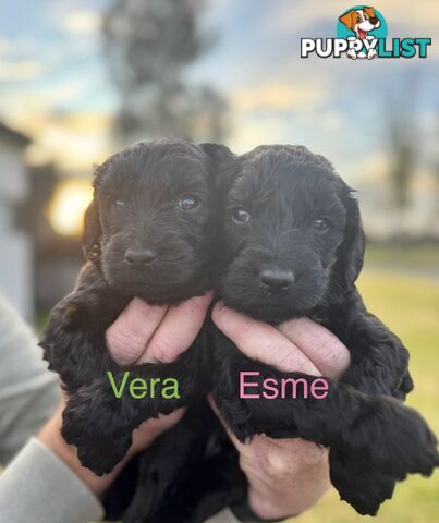 Groodle Puppies
