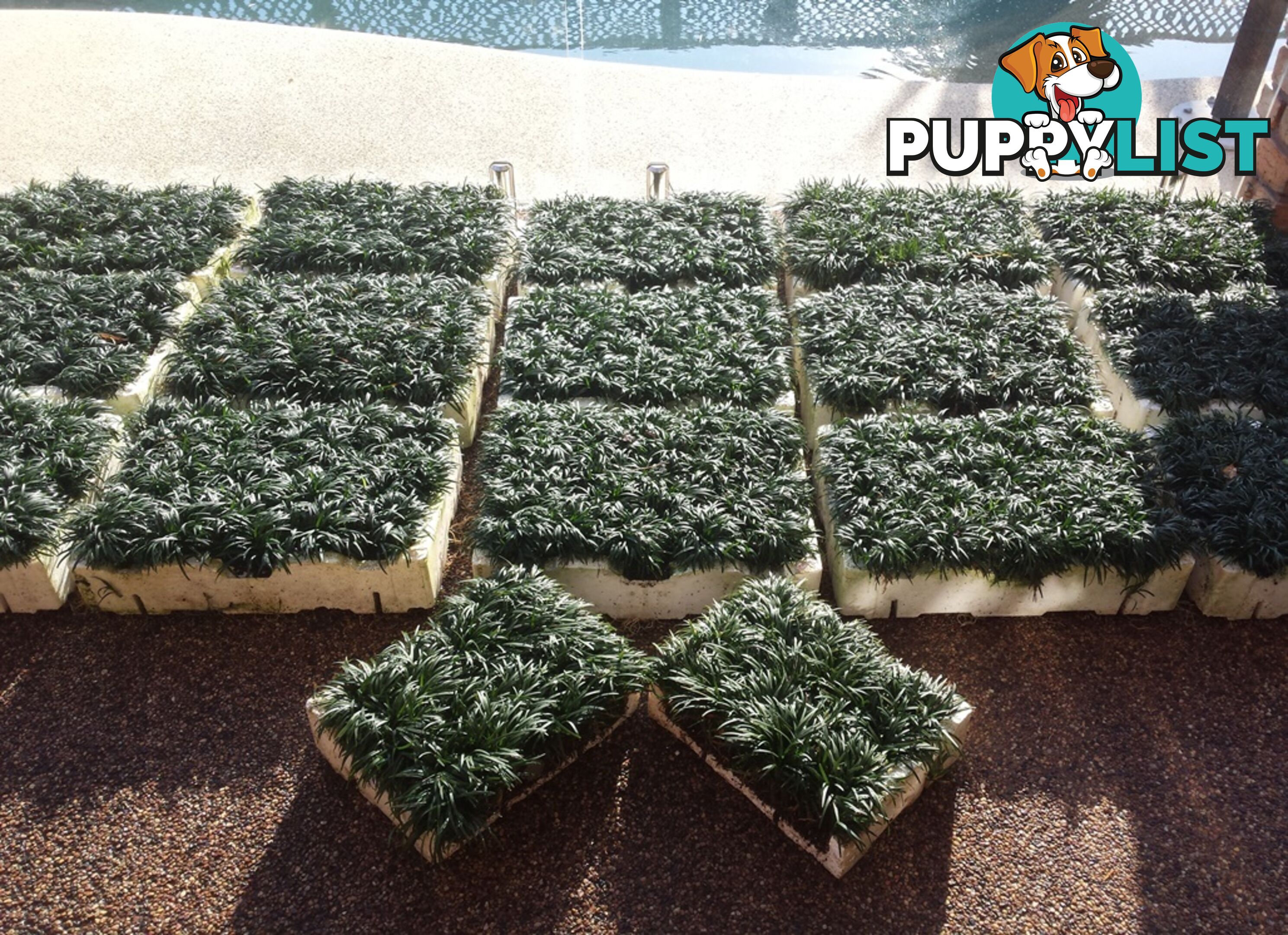 Bulk Dwarf / Mini Mondo in Trays of 150+ Plants Express Posted Australia Wide