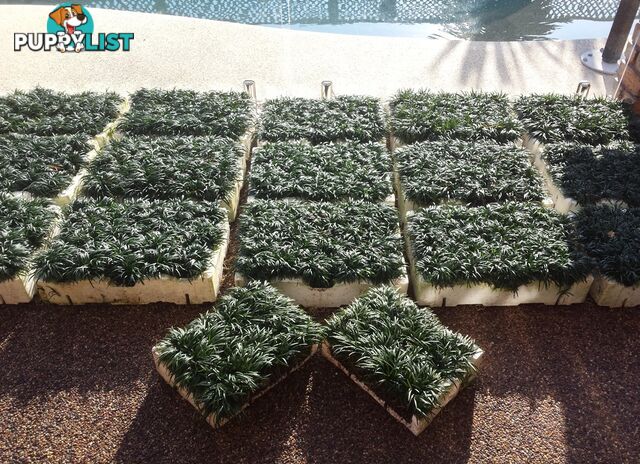 Bulk Dwarf / Mini Mondo in Trays of 150+ Plants Express Posted Australia Wide