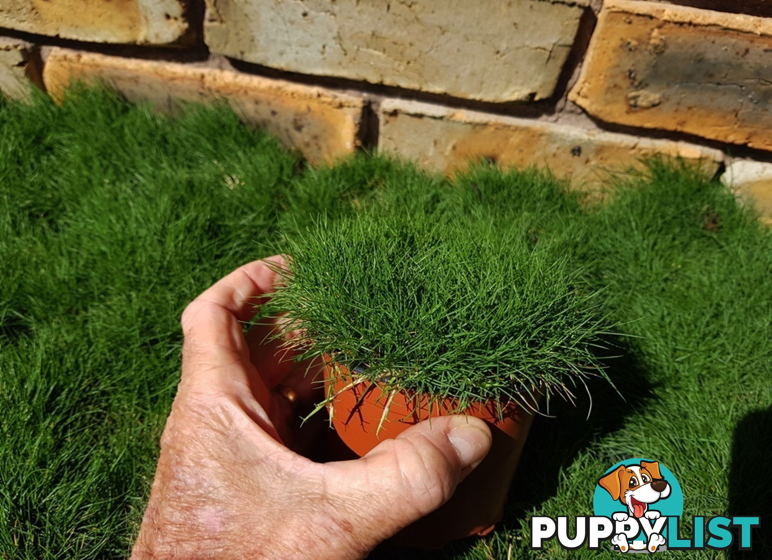 Petting Grass Special - 10x100mm pots - $70.00 including delivery