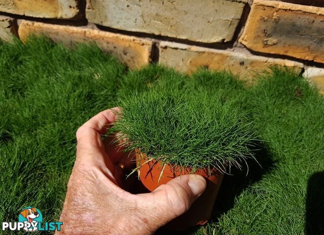 Petting Grass Special - 10x100mm pots - $70.00 including delivery