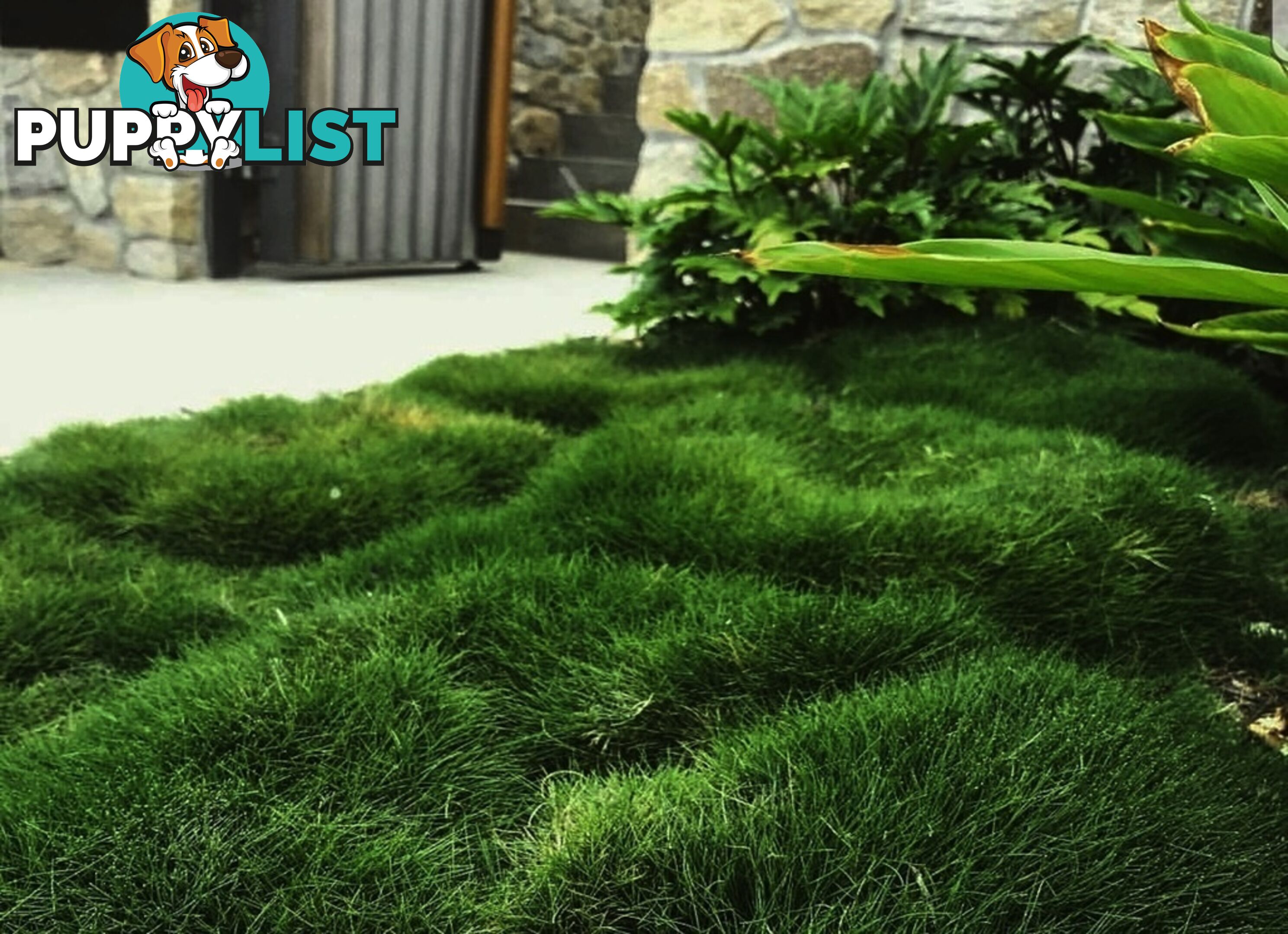 Petting Grass Special - 10x100mm pots - $70.00 including delivery