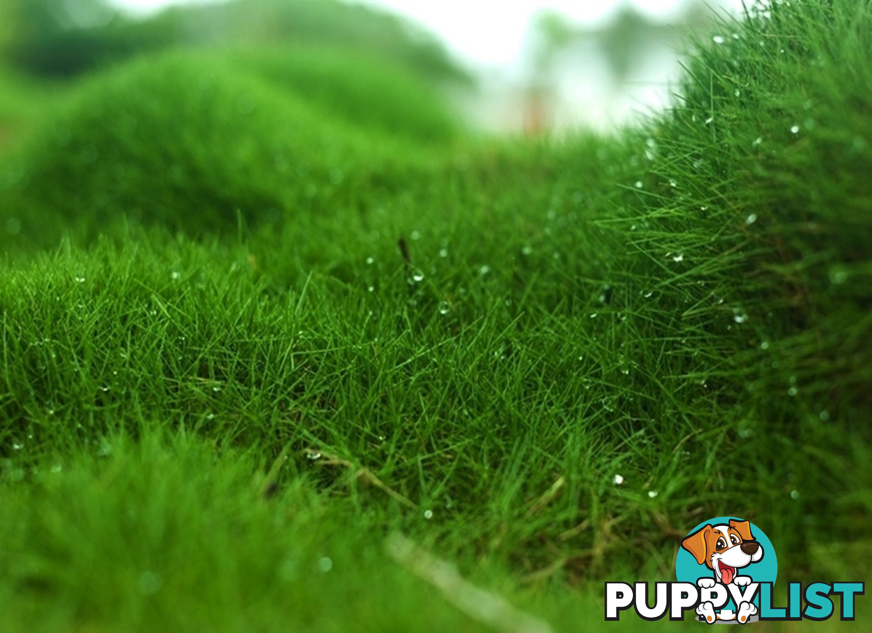 Petting Grass Special - 10x100mm pots - $70.00 including delivery