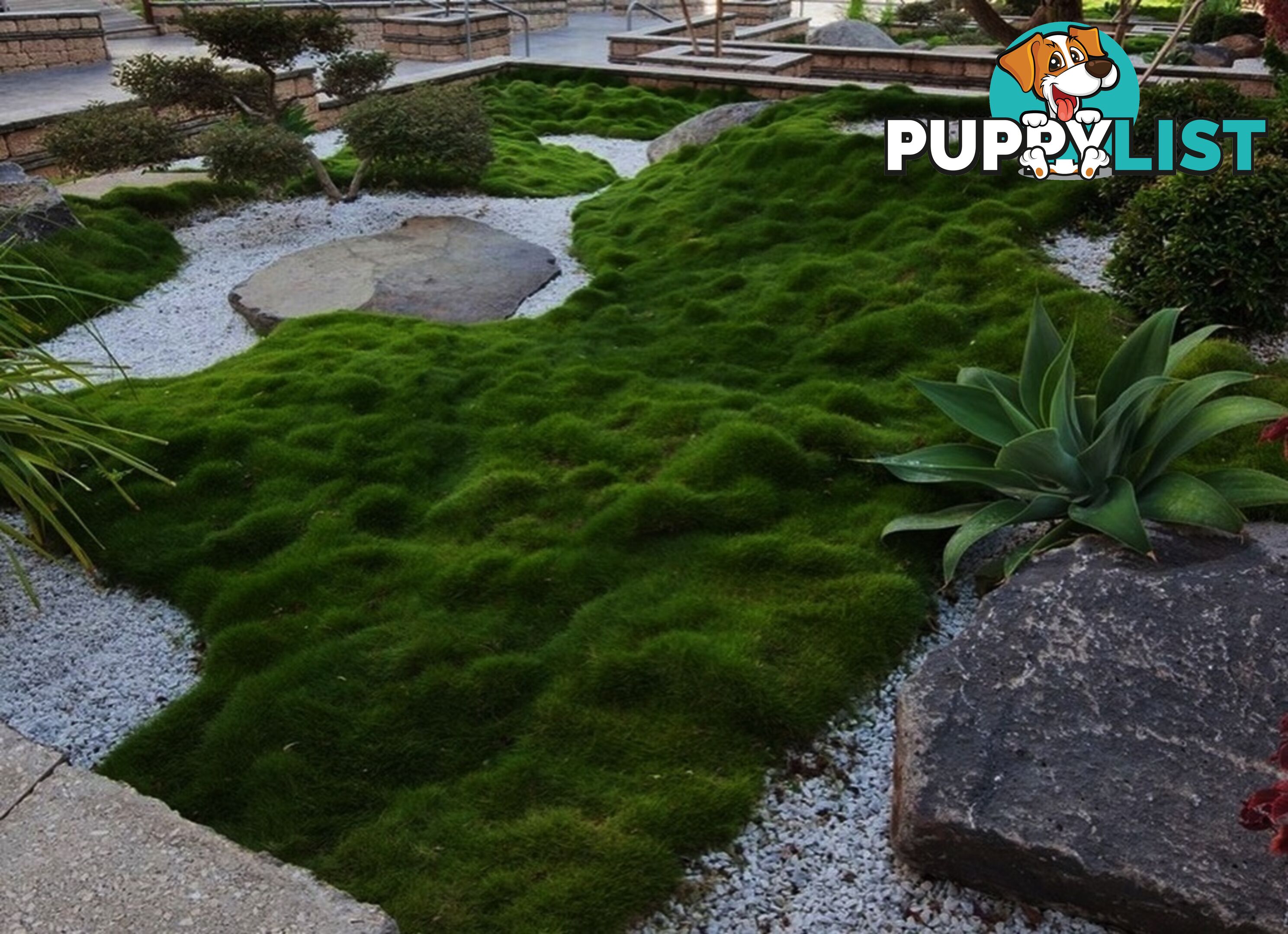 Petting Grass Special - 10x100mm pots - $70.00 including delivery