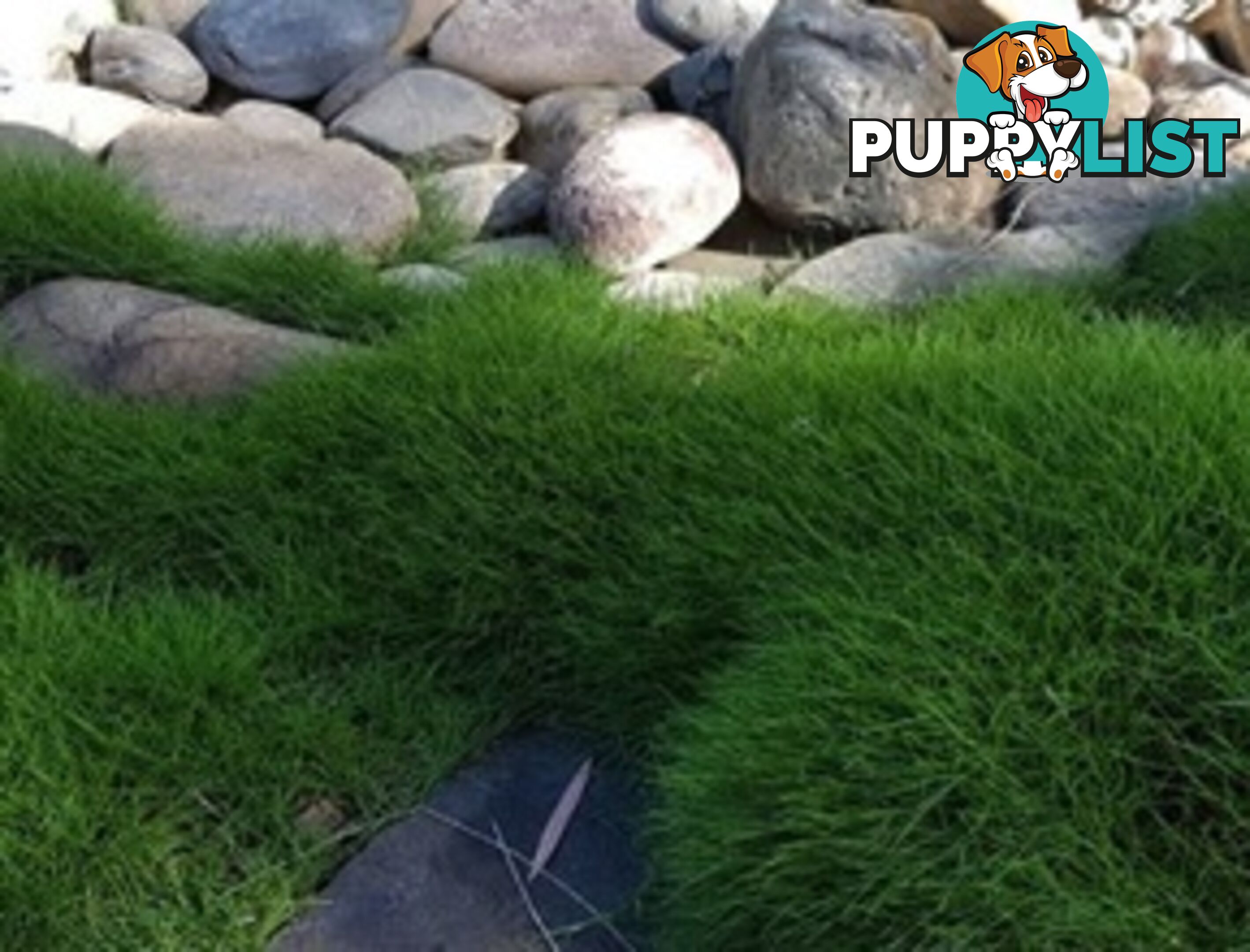 Petting Grass Special - 10x100mm pots - $70.00 including delivery