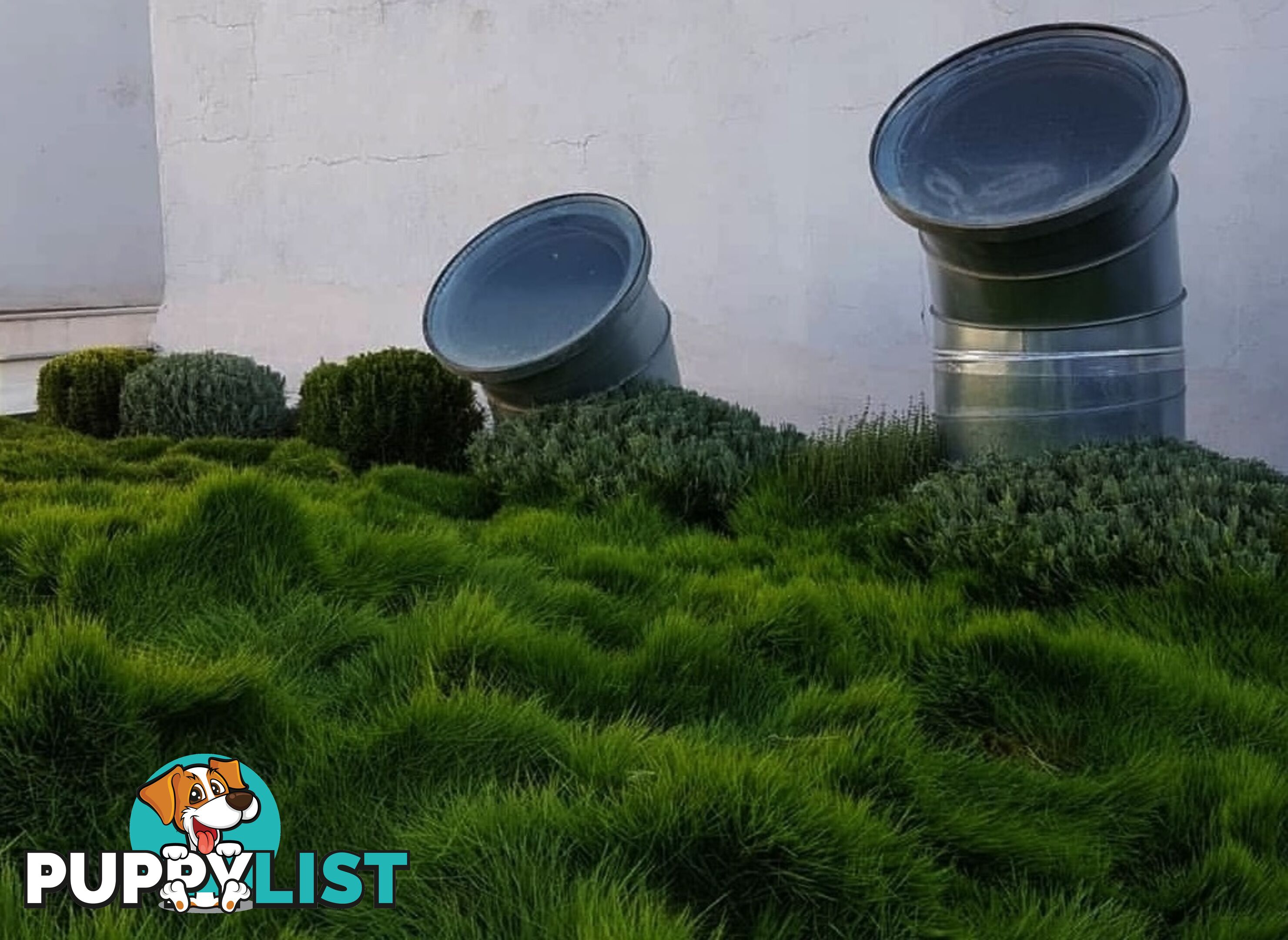 Petting Grass Special - 10x100mm pots - $70.00 including delivery