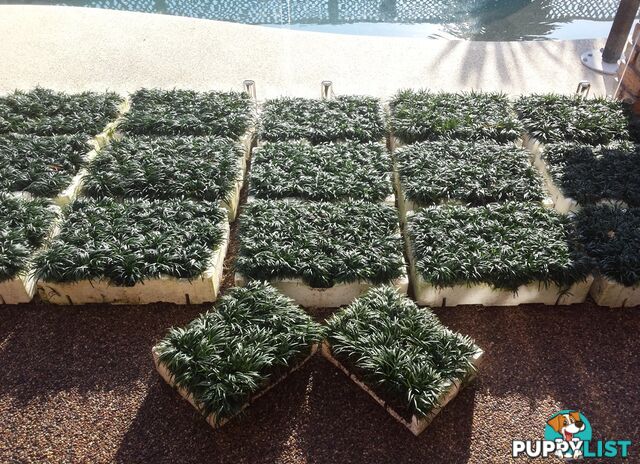 Bulk Dwarf / Mini Mondo in Trays of 150+ Plants Express Posted Normally next day