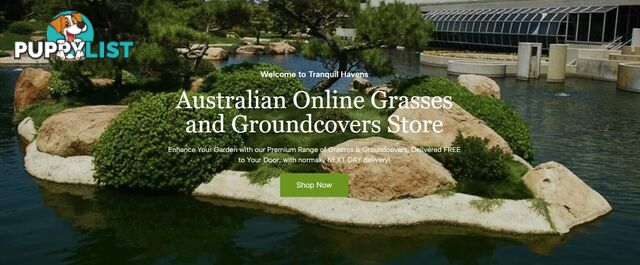 Zoysia Tenuifolia (No Mow) 10 x 100mm Pots Free Express Postage - $70.00