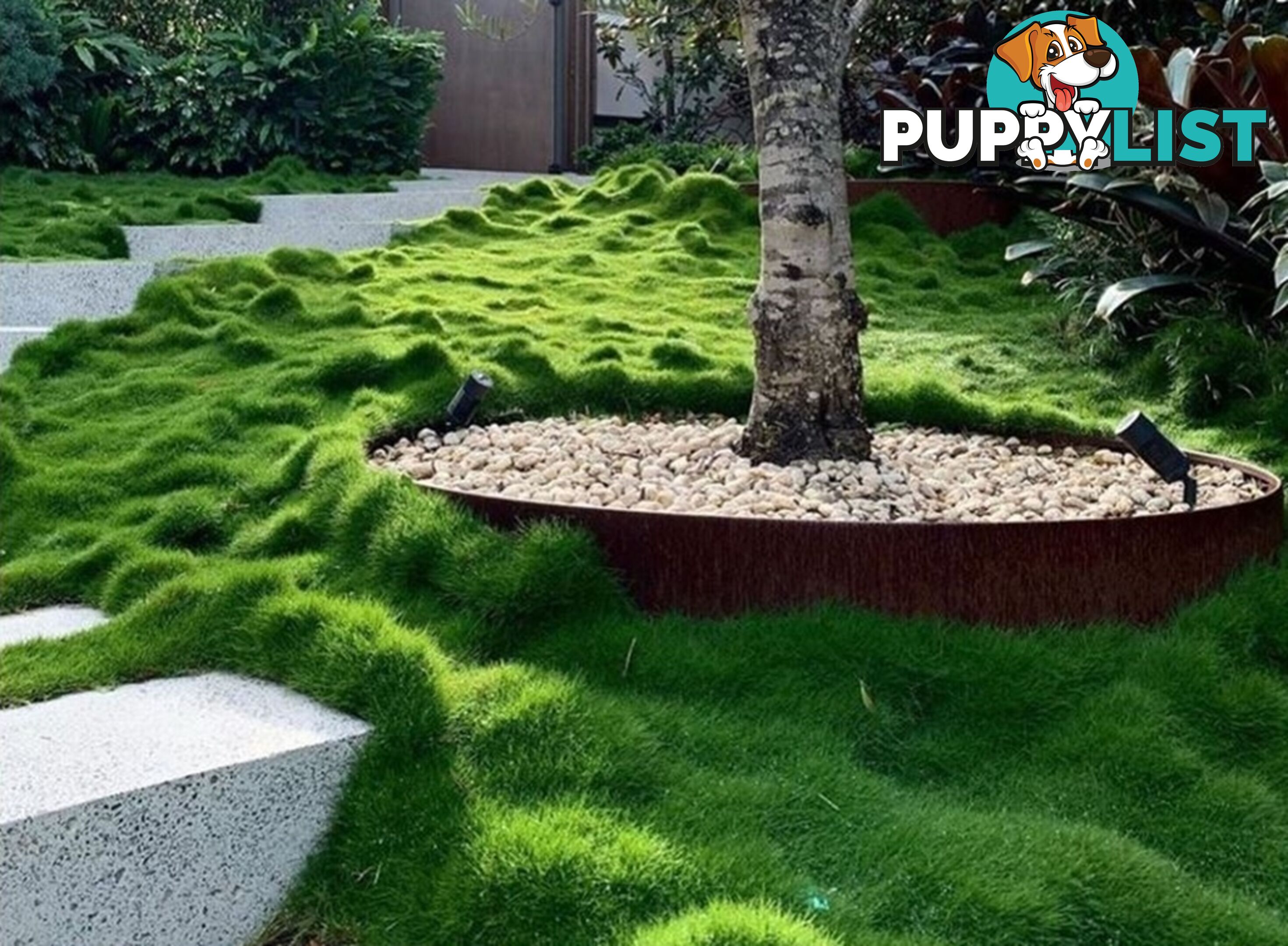 No Mow Grass Trays (Zoysia Tenuifolia Free Delivery $49.00 per Tray