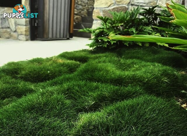 No Mow Grass Trays (Zoysia Tenuifolia Free Delivery $49.00 per Tray