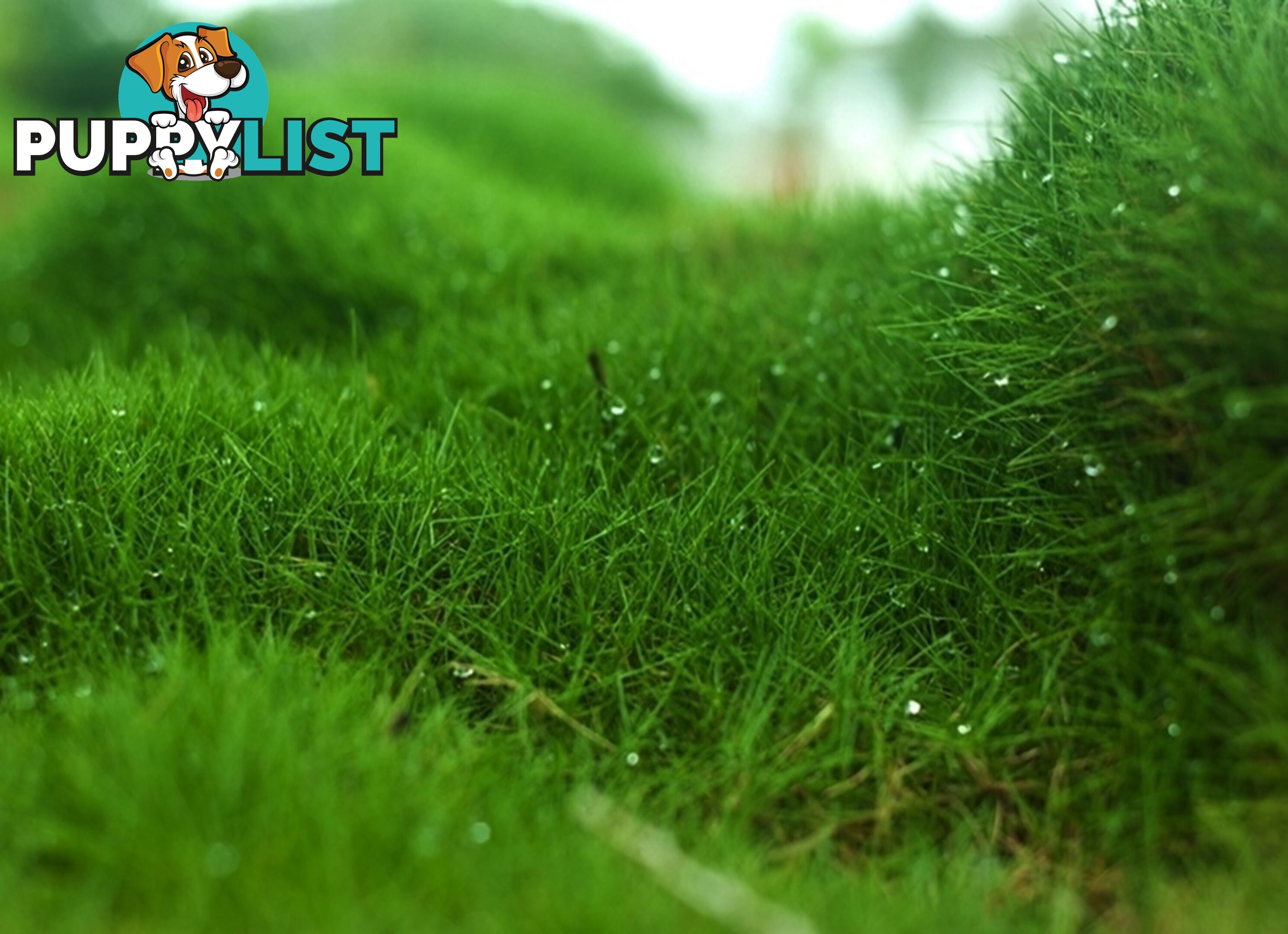 No Mow Grass Trays (Zoysia Tenuifolia Free Delivery $49.00 per Tray