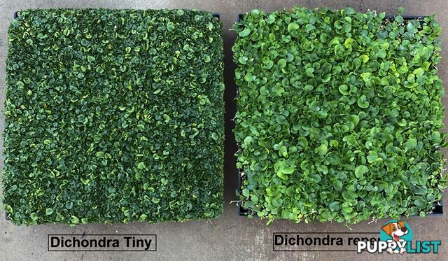 Dichondra Tiny Delight - One tray is the equivalent of 16 x 100mm pots
