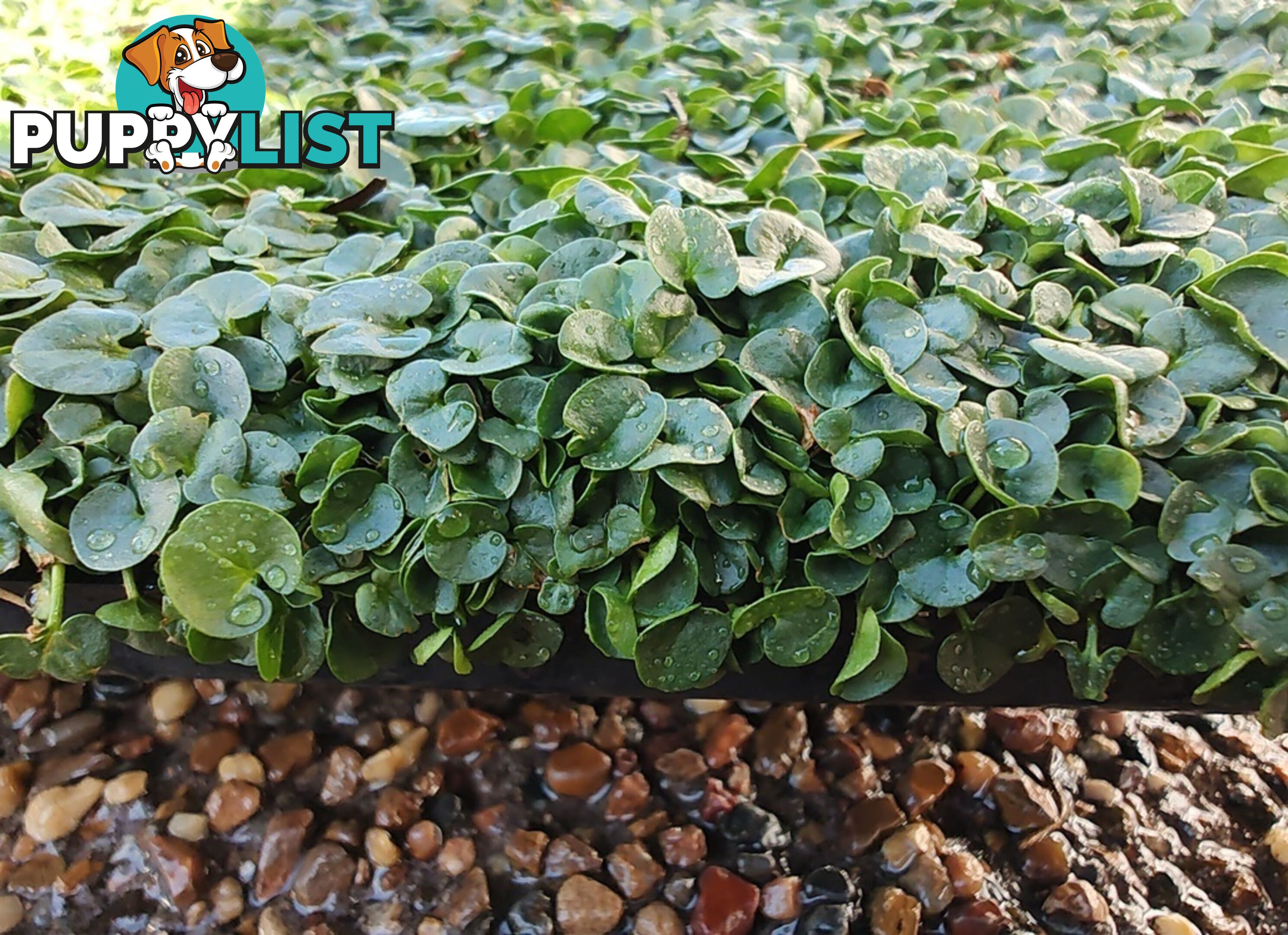 Dichondra Tiny Delight - One tray is the equivalent of 16 x 100mm pots