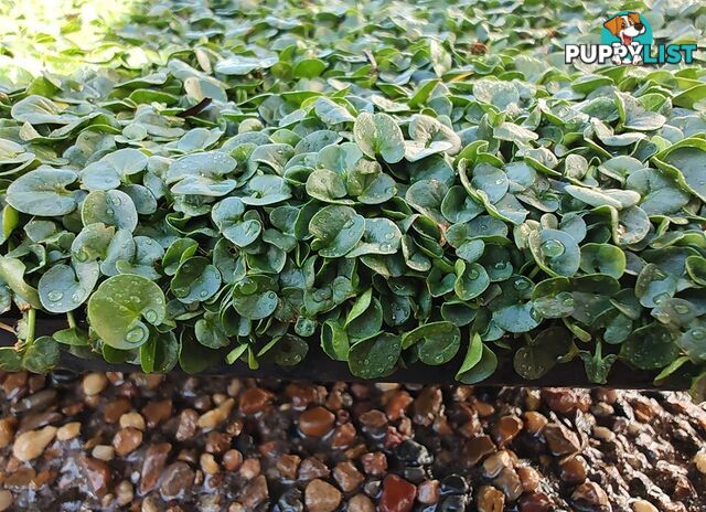 Dichondra Tiny Delight - One tray is the equivalent of 16 x 100mm pots