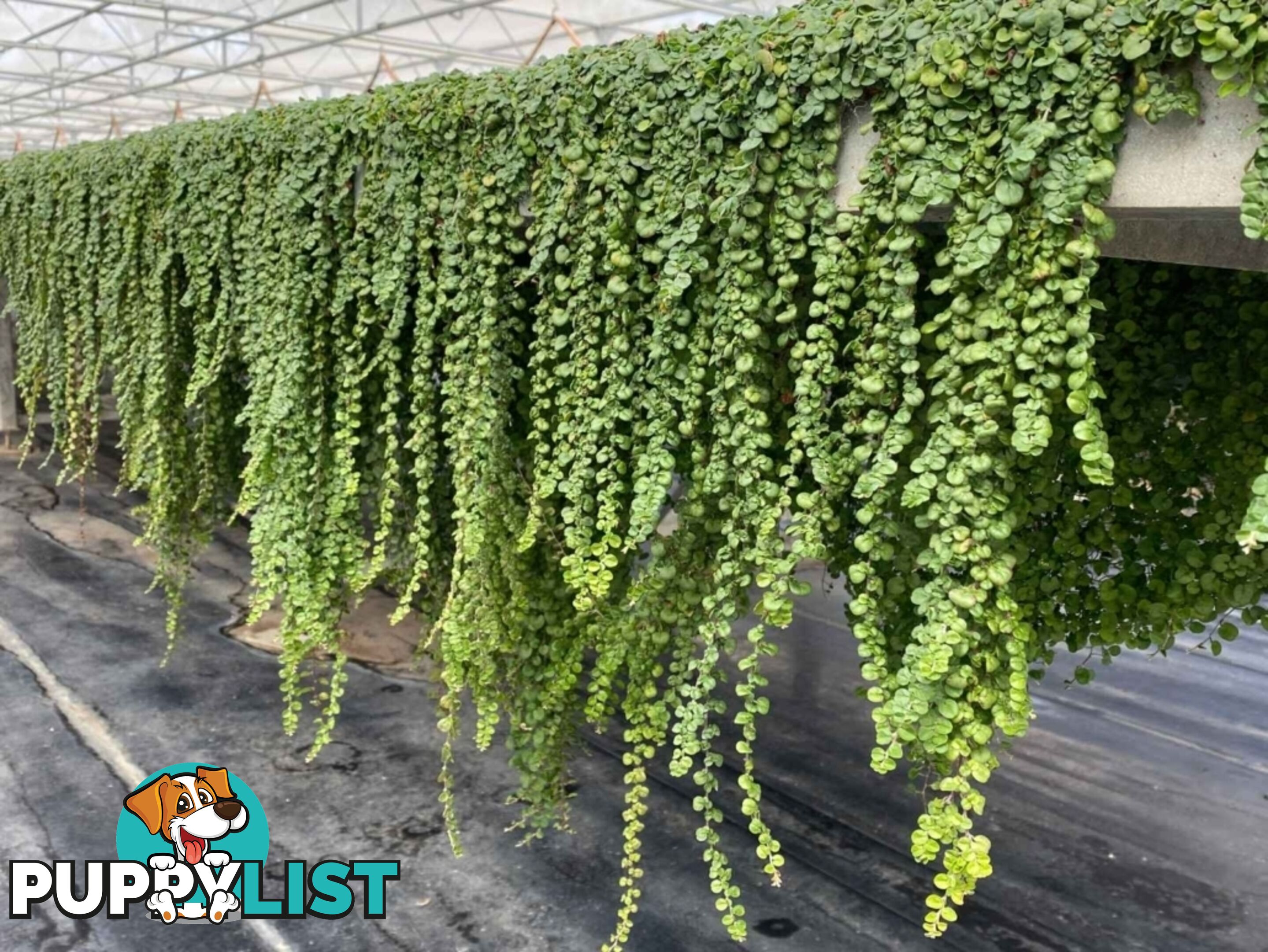 Dichondra Tiny Delight - One tray is the equivalent of 16 x 100mm pots