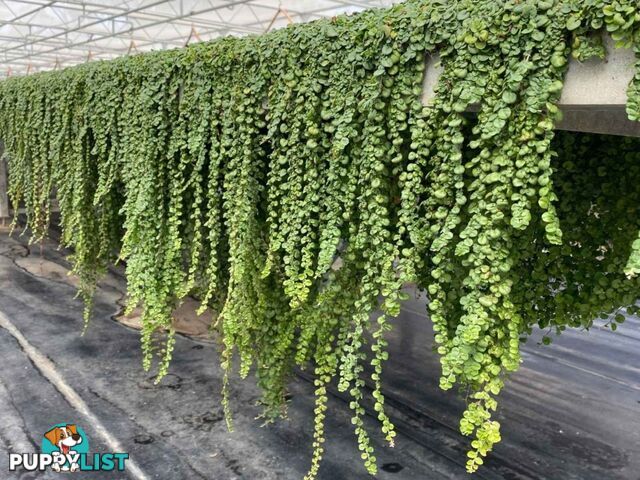 Dichondra Tiny Delight - One tray is the equivalent of 16 x 100mm pots