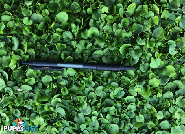 Dichondra Tiny Delight - One tray is the equivalent of 16 x 100mm pots