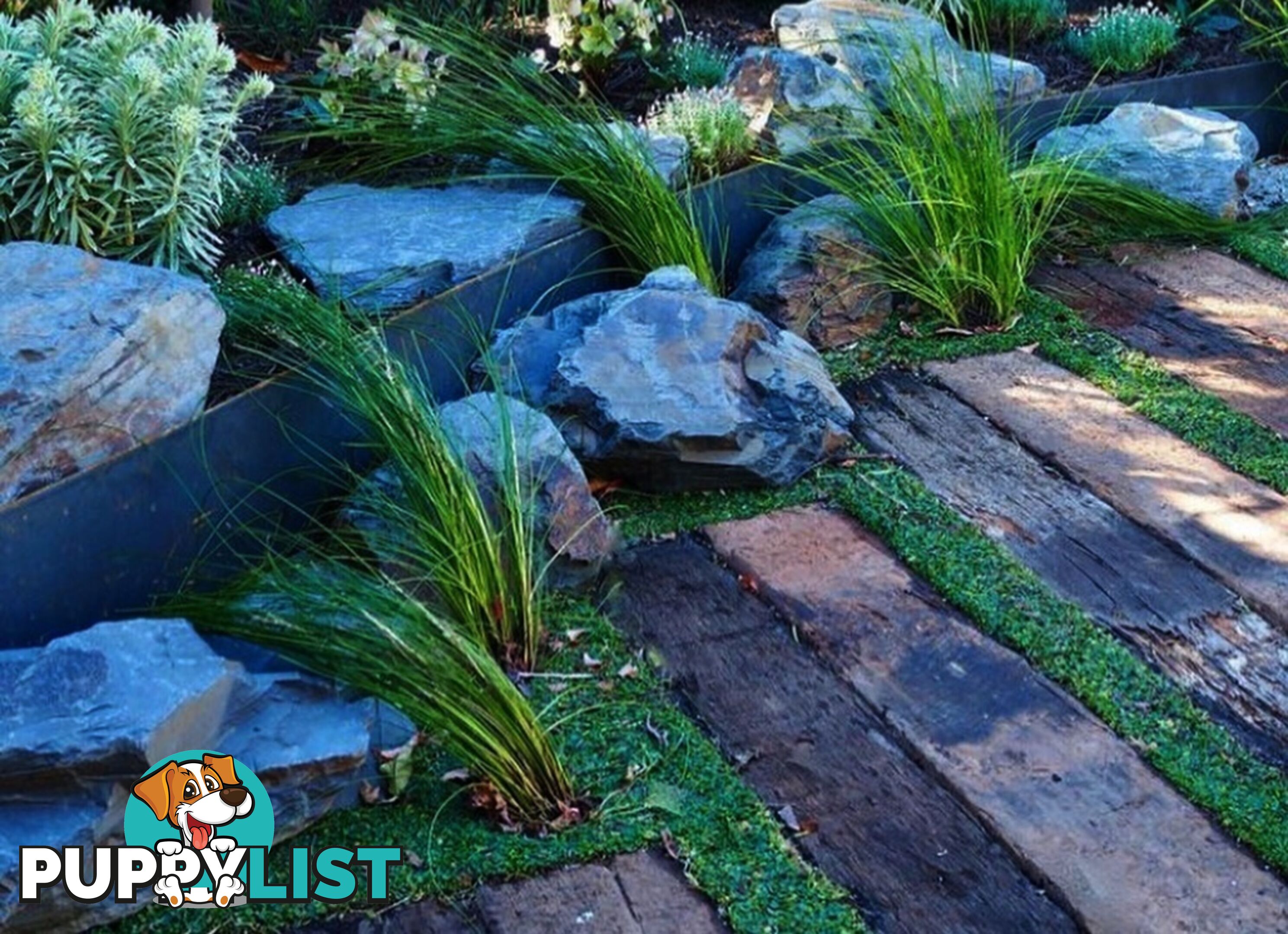 Dichondra Tiny Delight - One tray is the equivalent of 16 x 100mm pots