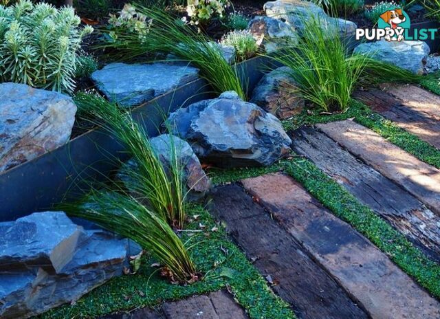 Dichondra Tiny Delight - One tray is the equivalent of 16 x 100mm pots