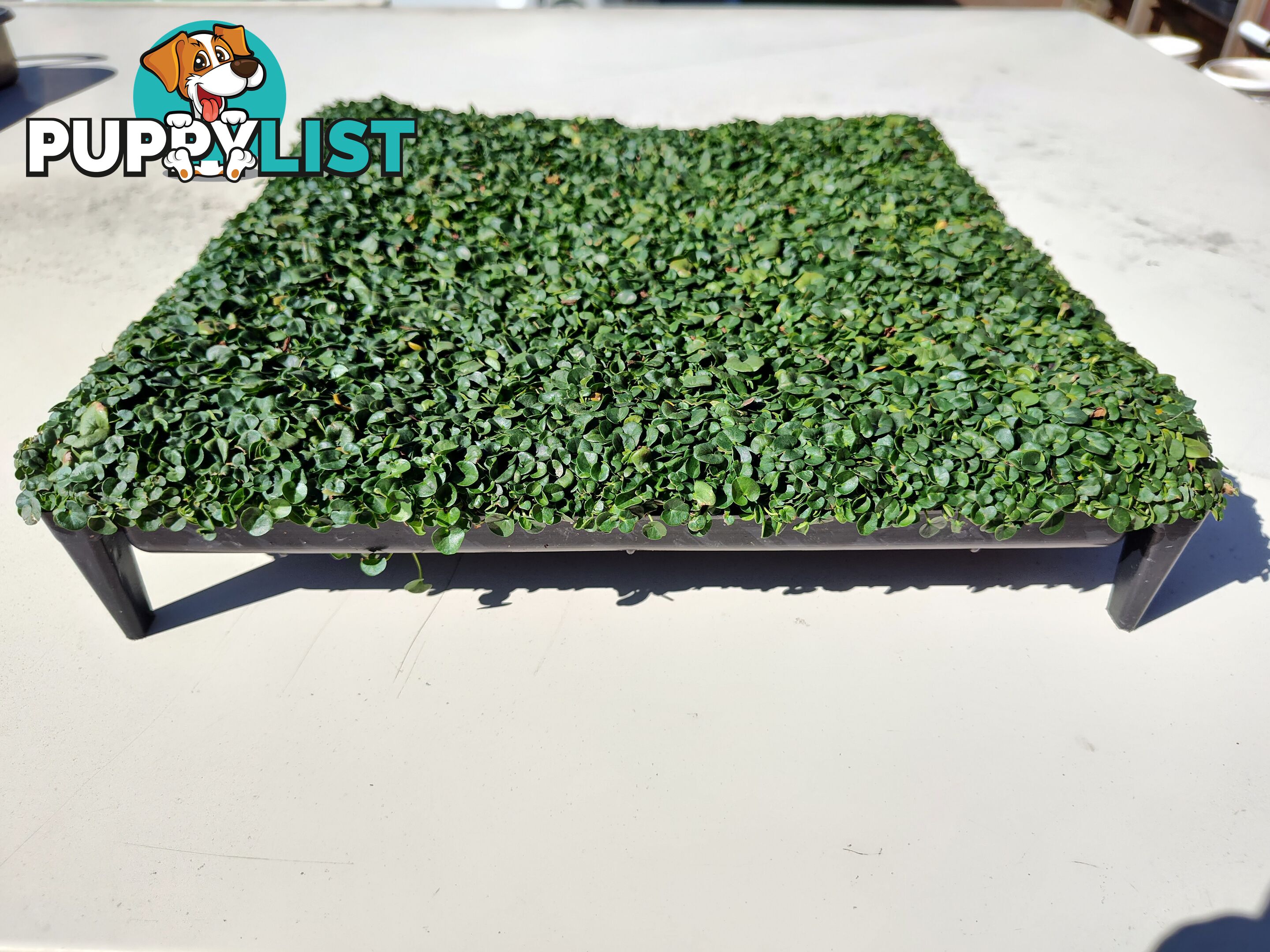 Dichondra Tiny Delight - One tray is the equivalent of 16 x 100mm pots