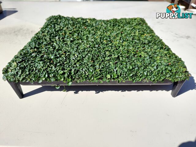 Dichondra Tiny Delight - One tray is the equivalent of 16 x 100mm pots