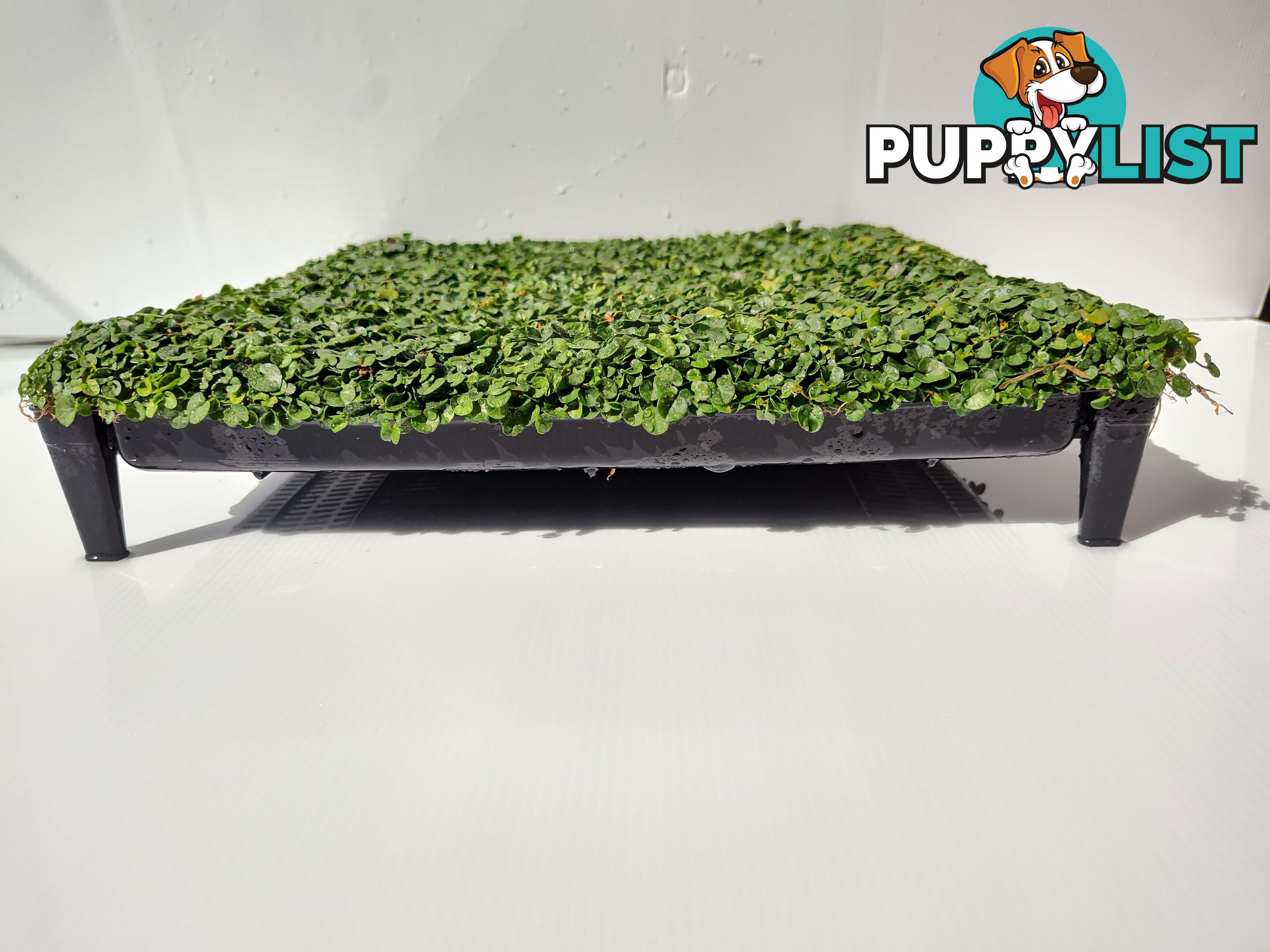 Dichondra Tiny Delight - One tray is the equivalent of 16 x 100mm pots