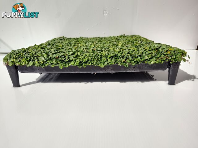 Dichondra Tiny Delight - One tray is the equivalent of 16 x 100mm pots