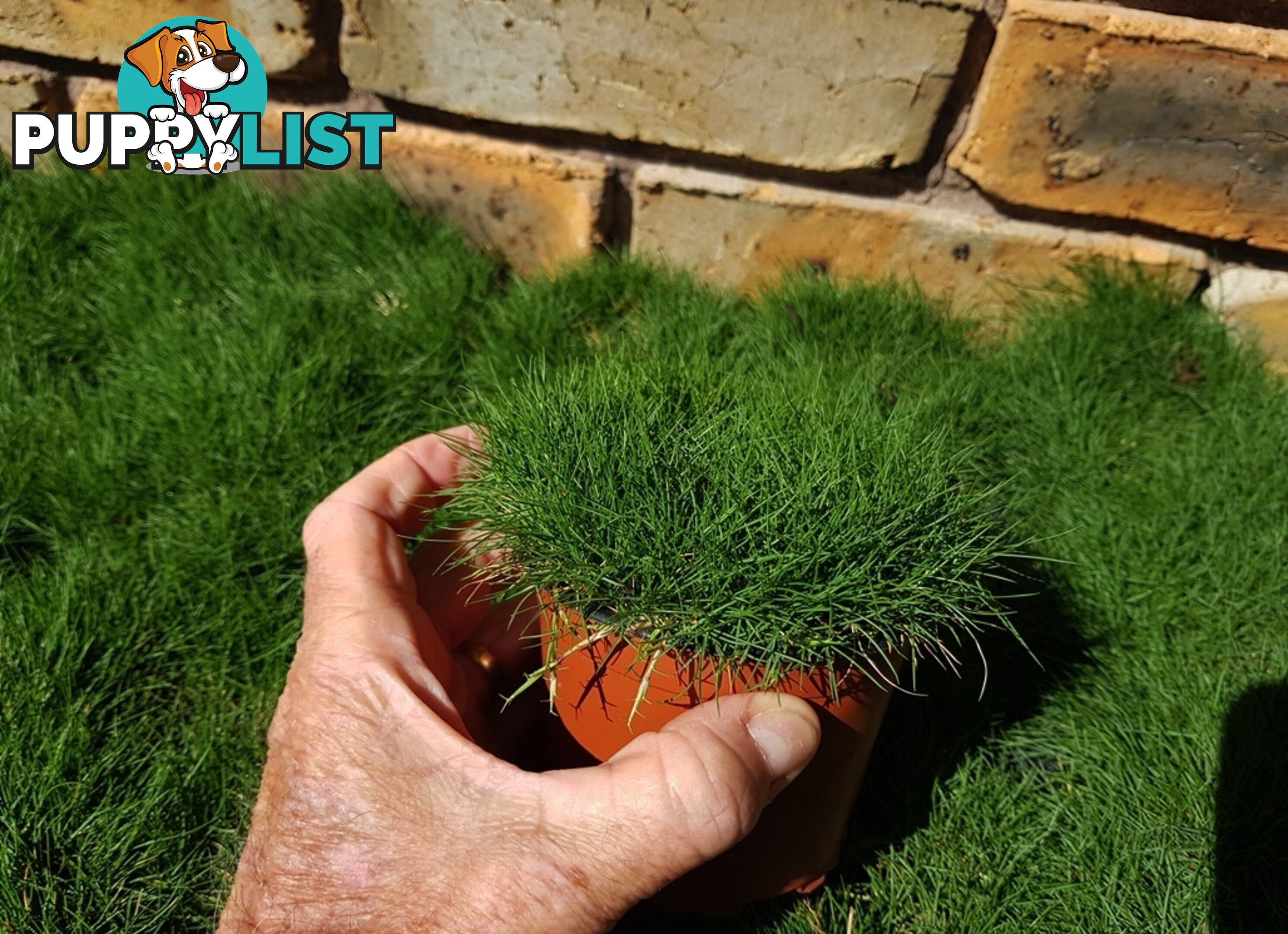 Zoysia Tenuifolia (No Mow) 10 x 100mm Pots Free Express Postage - $90.00