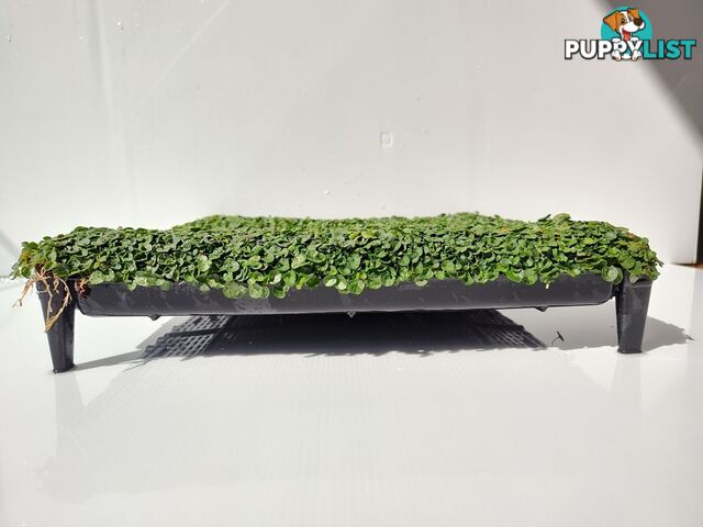 Dichondra Tiny Delight - One tray is the equivalent of 16 x 100mm pots