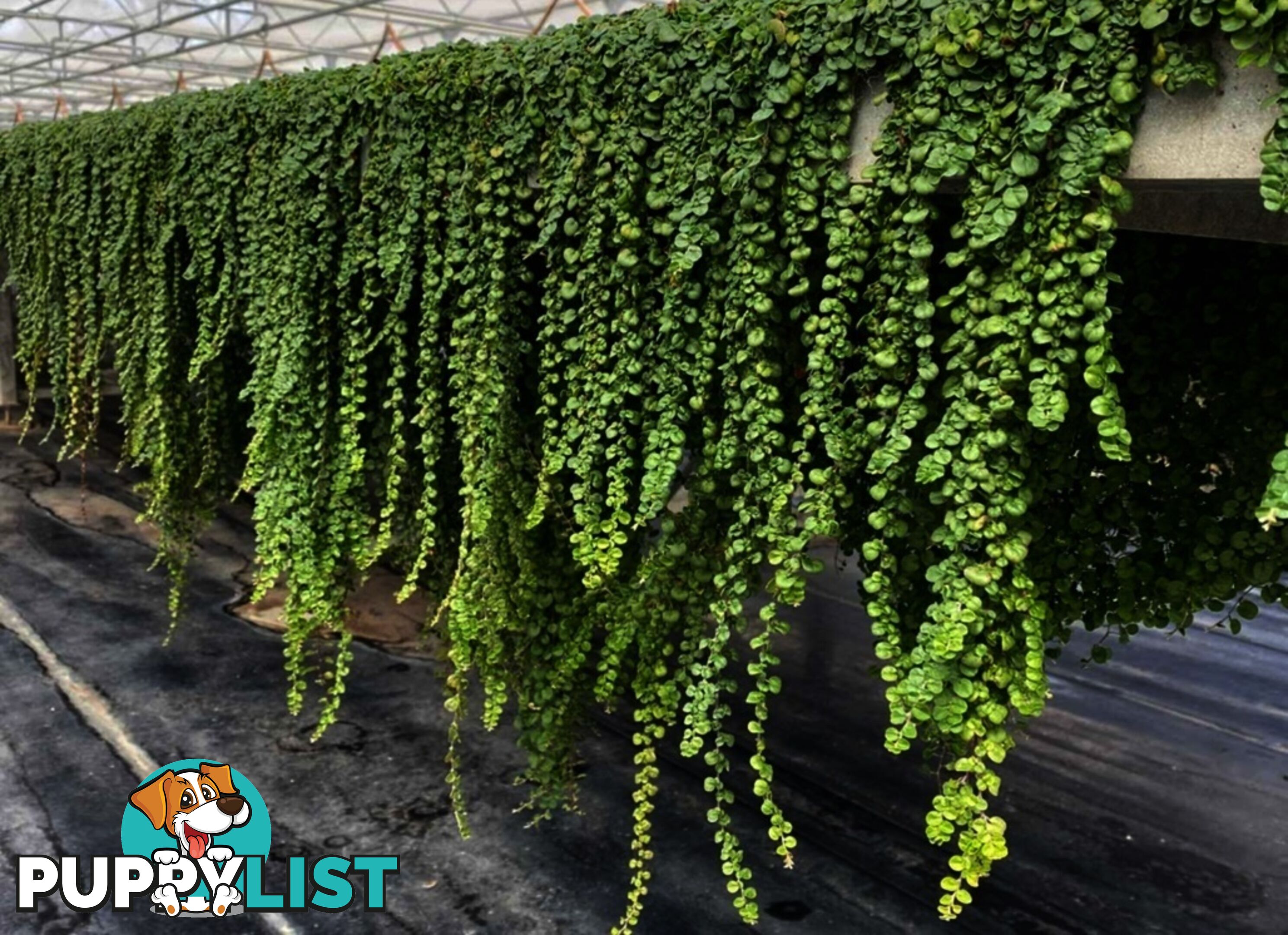 Dichondra Tiny Delight - One tray is the equivalent of 16 x 100mm pots