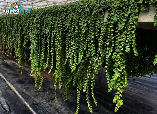 Dichondra Tiny Delight - One tray is the equivalent of 16 x 100mm pots