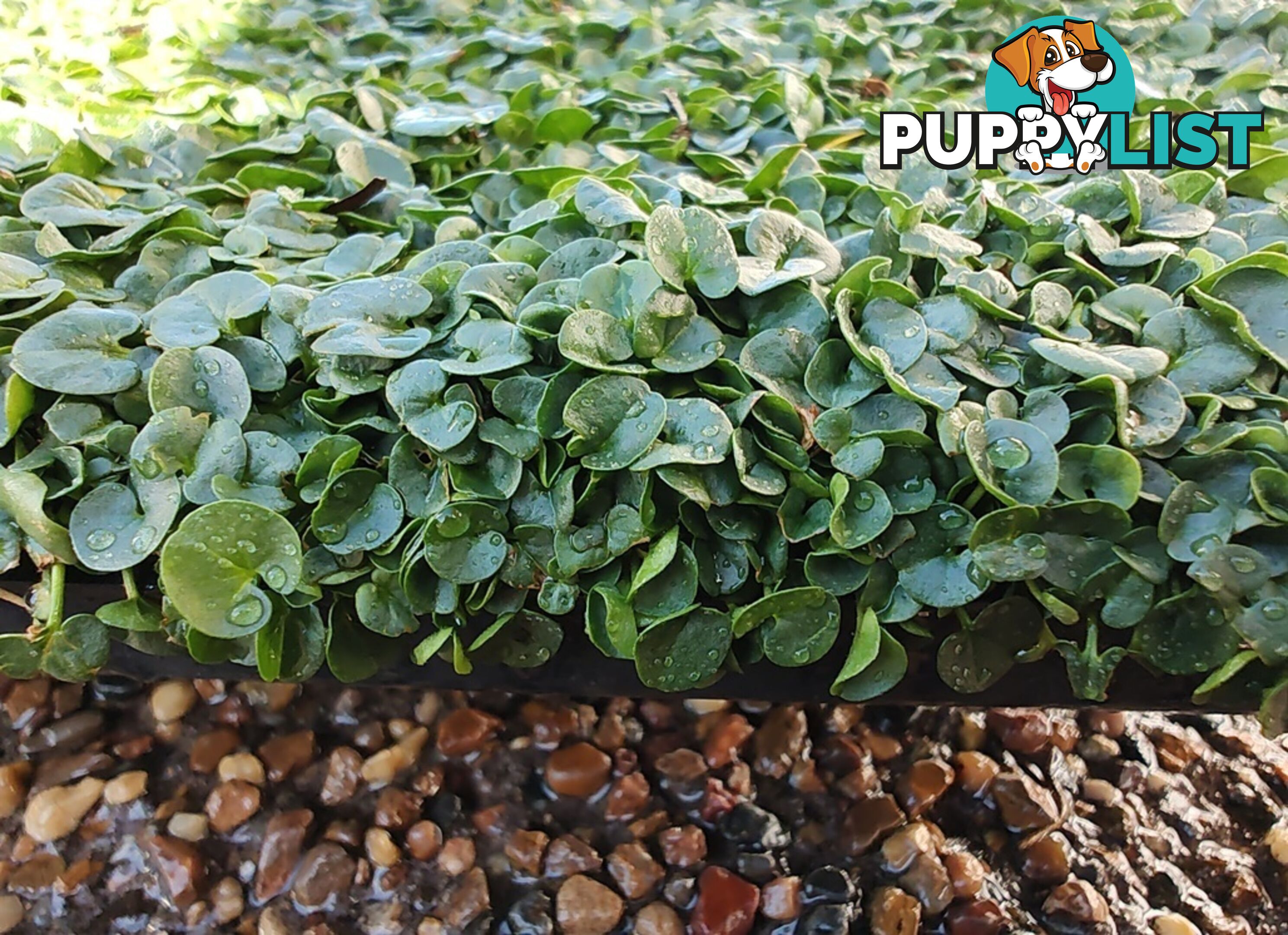 Dichondra Tiny Delight - One tray is the equivalent of 16 x 100mm pots