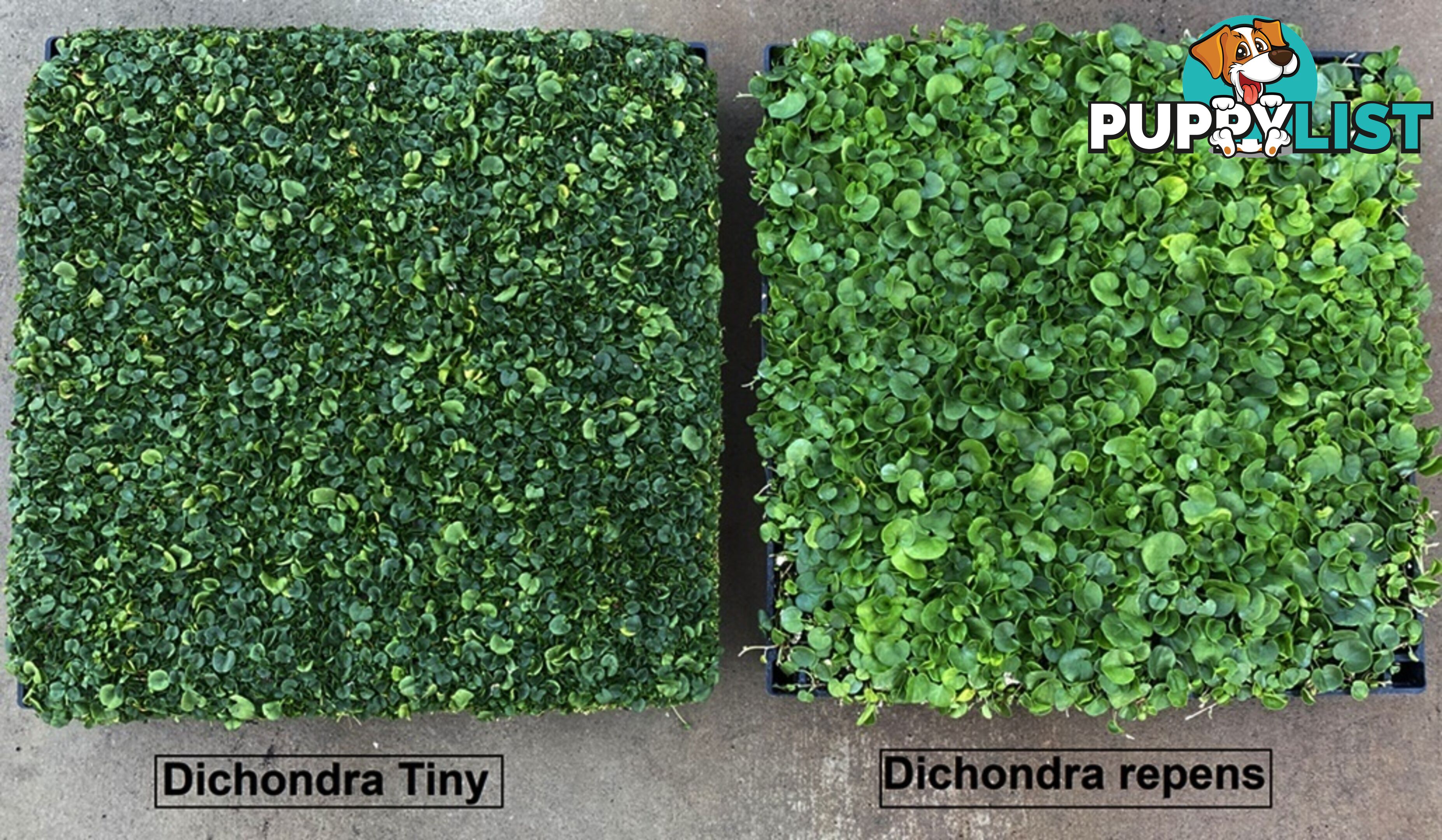 Dichondra Tiny Delight - One tray is the equivalent of 16 x 100mm pots