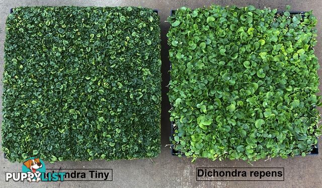 Dichondra Tiny Delight - One tray is the equivalent of 16 x 100mm pots