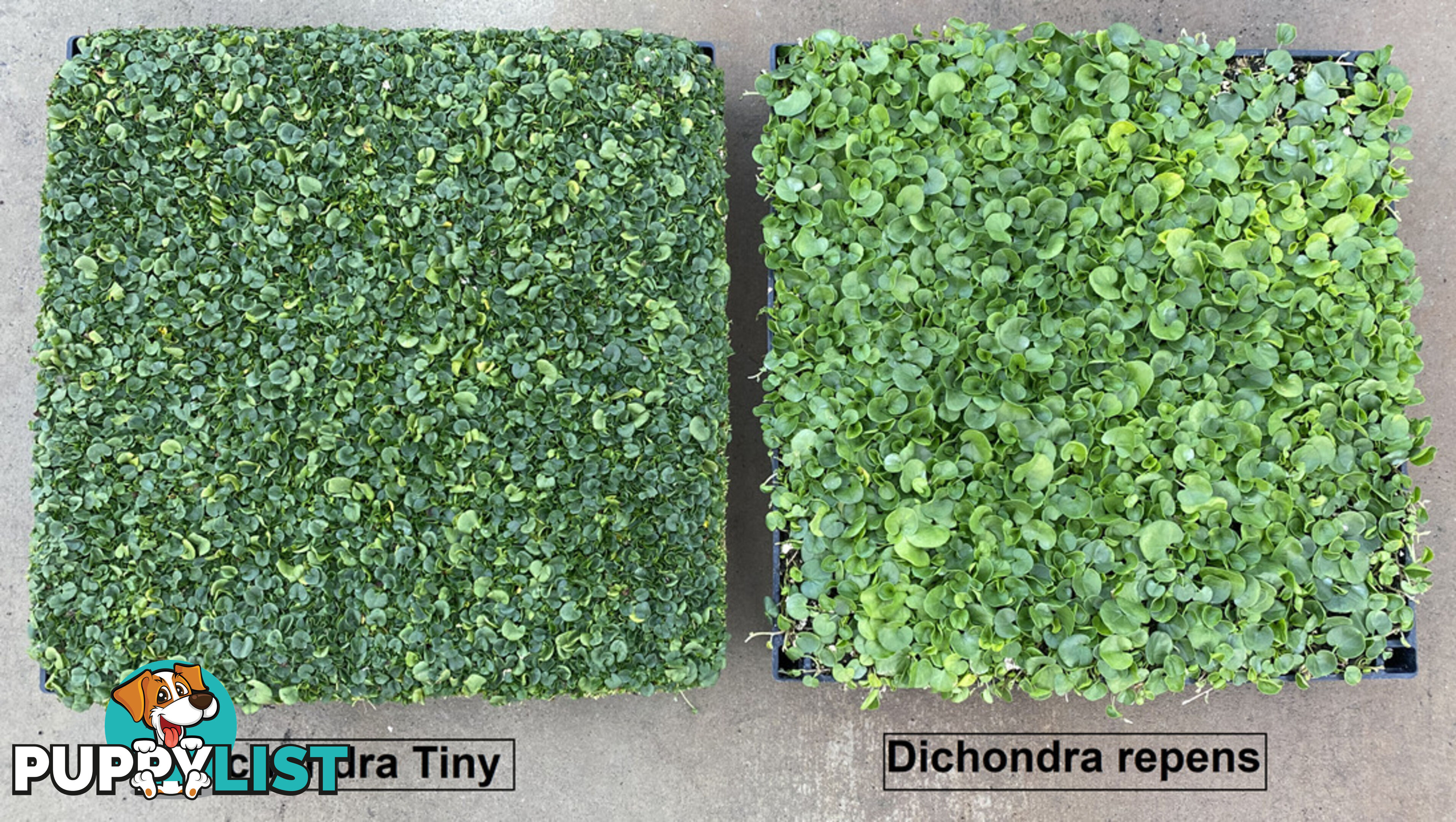 Dichondra Tiny Delight - One tray is the equivalent of 16 x 100mm pots