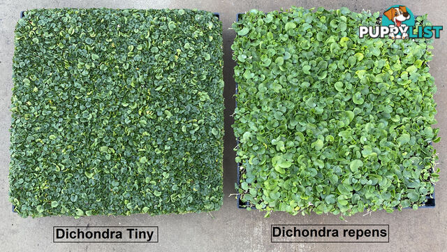 Dichondra Tiny Delight - One tray is the equivalent of 16 x 100mm pots