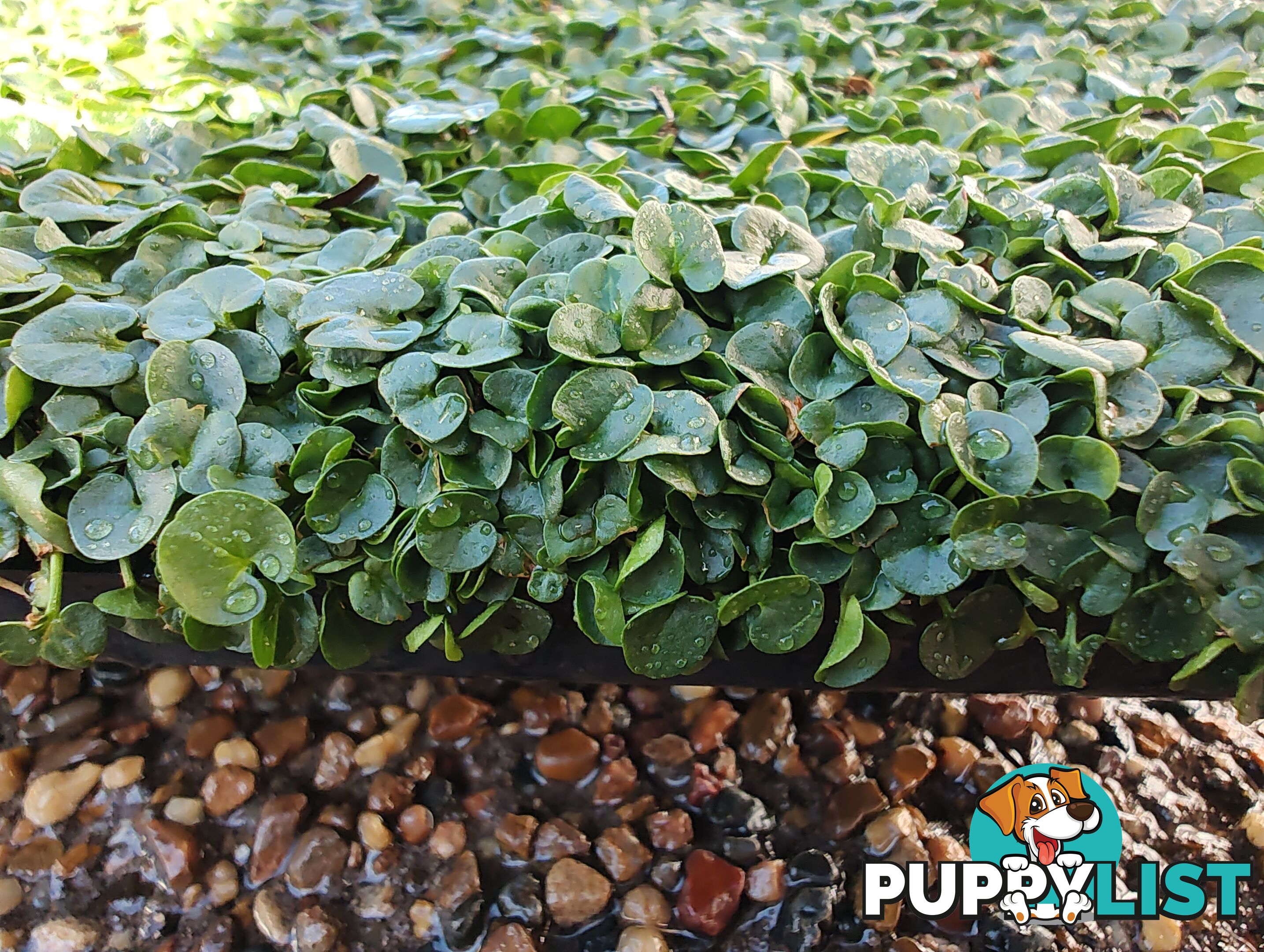 Dichondra Tiny Delight - One tray is the equivalent of 16 x 100mm pots