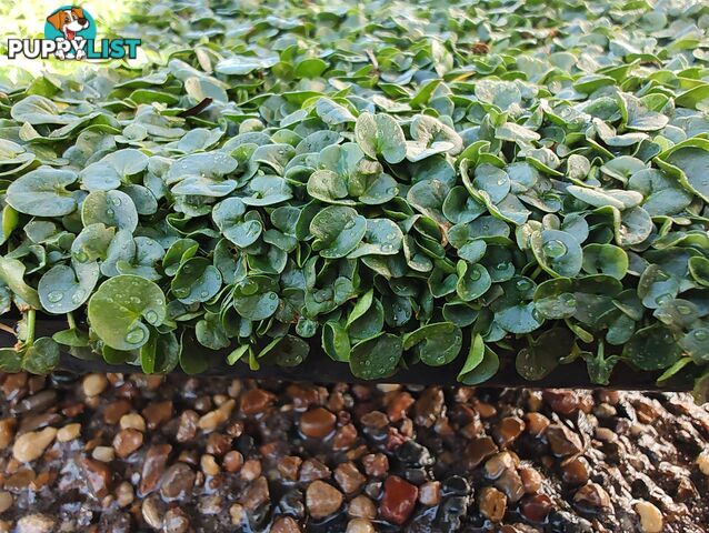 Dichondra Tiny Delight - One tray is the equivalent of 16 x 100mm pots