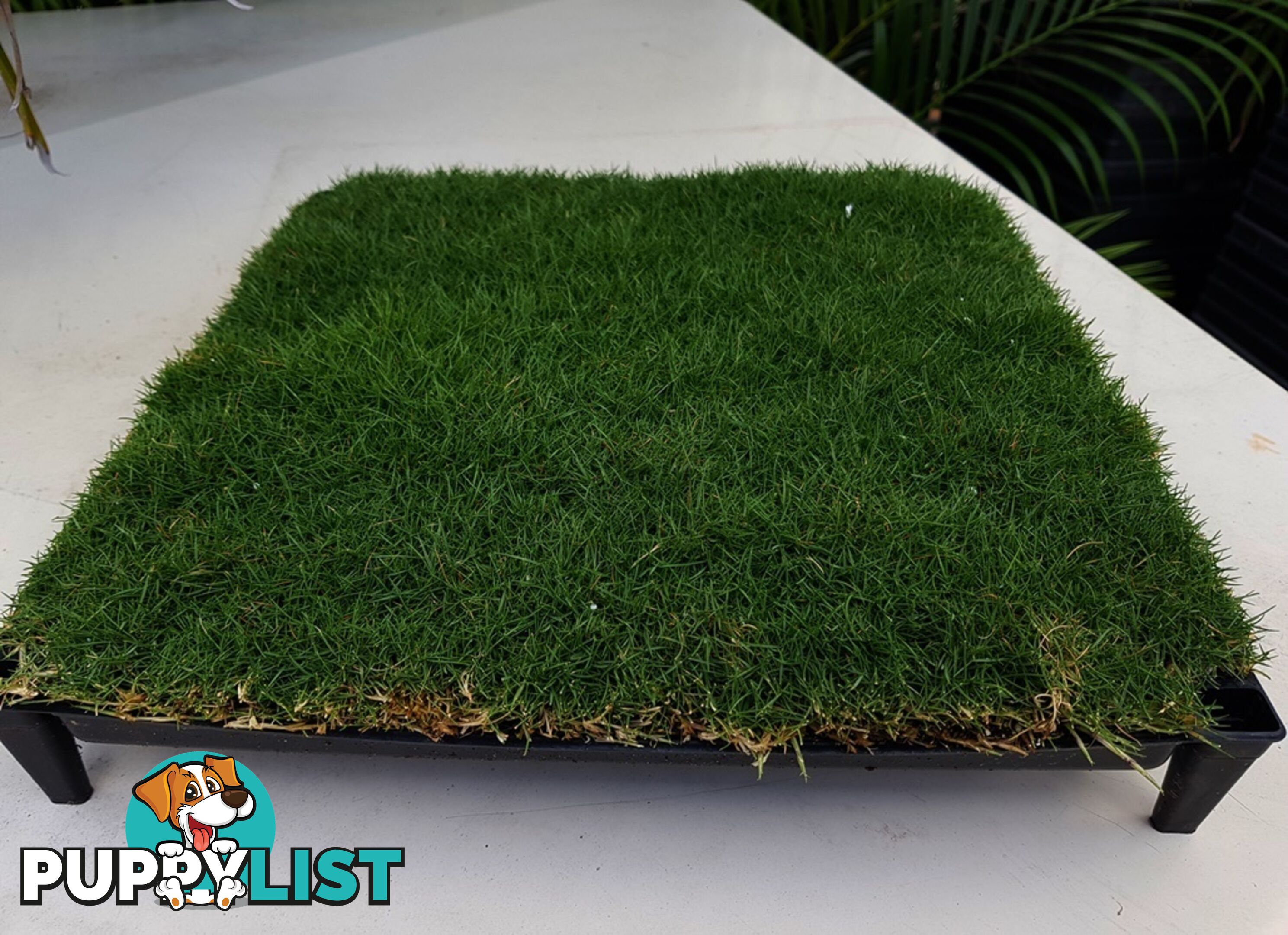No Mow Grass Trays (Zoysia Tenuifolia Free Delivery $49.00 per Tray