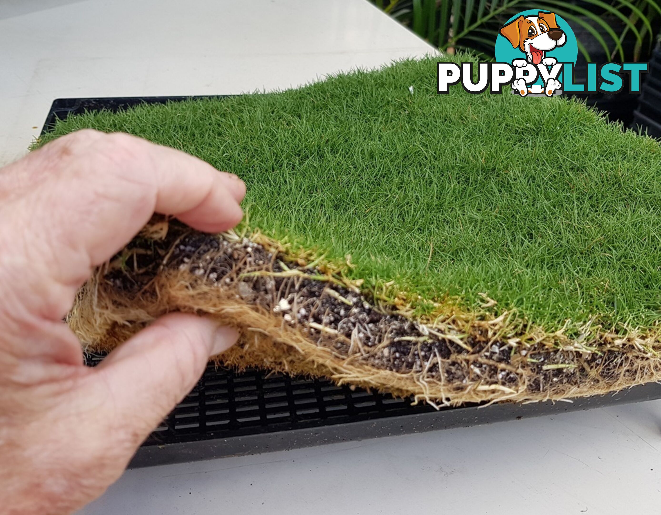 No Mow Grass Trays (Zoysia Tenuifolia Free Delivery $49.00 per Tray