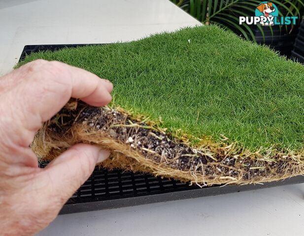 No Mow Grass Trays (Zoysia Tenuifolia Free Delivery $49.00 per Tray